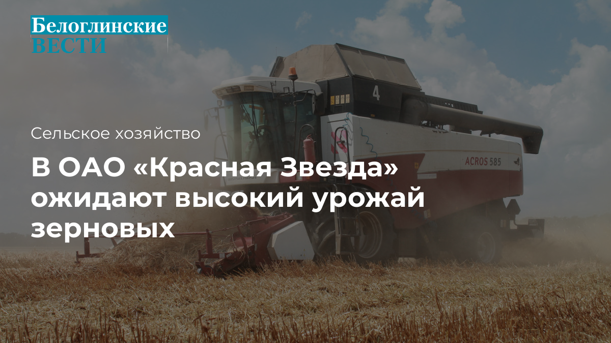 В ОАО «Красная Звезда» ожидают высокий урожай зерновых - Официальный сайт  газеты 